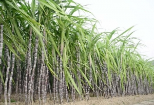 Mauritius to produce electricity out of sugar canes